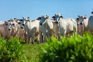 Imagem referente à matéria: Minerva vende planta no Uruguai por US$ 48 milhões
